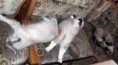 /album/fenykepgaleria/benson-kitty-maya-jpg/